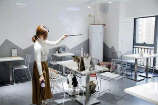 綿陽貓咪咖啡館 超萌文藝體驗，甜點擊潰少女心